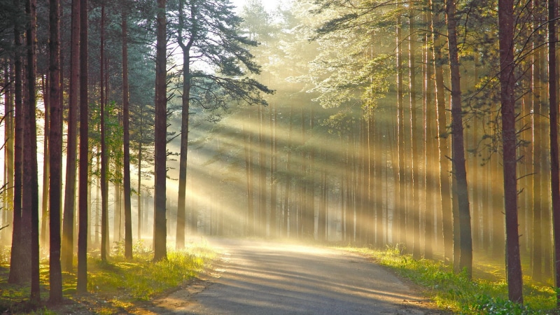 forest, autumn, plant, widescreen nature  high resolution 1920x1080, fog, land, scenics - nature, trunk, woodland, tree, pine woodland, tree trunk, sunbeam