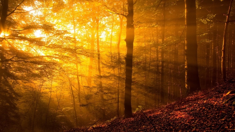 tree, vibrant Color, colors, sunset, fall, landscape, tranquility, mist, plants, 1080P, summer, yellow, autumn, non-Urban Scene, autumn collection, day