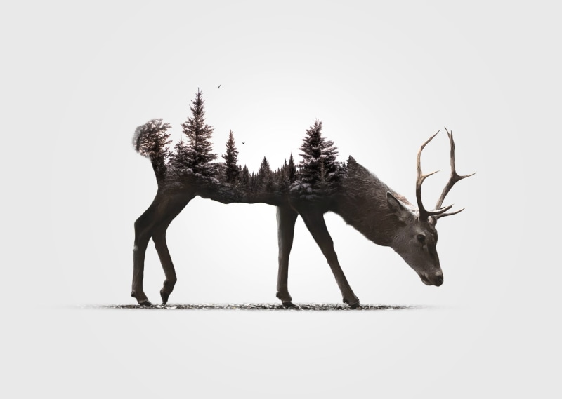 double exposure, snow, simple background, digital art, animals, white background, birds, 720P, nature, deer, trees, pine trees, antlers, forest