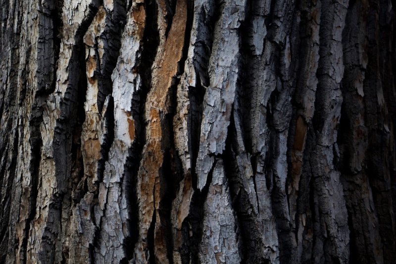 outdoors, wood, wood - Material, brown, full frame, 4K, shot, woodland, nature, tree, Closeup, pattern, no people, rough, bark, backgrounds, day, close-up