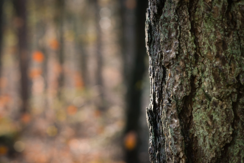 rough, plant, no people, natural condition, forest, bark, lichen, close-up, outdoors, mood, bokeh, textured effect, focus on foreground, plant bark, land