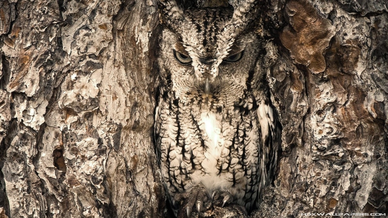 no people, nature, plant bark, plant, wood - material, textured, owl, day, growth, animals, natural pattern, backgrounds, trunk, rough, tree, full frame