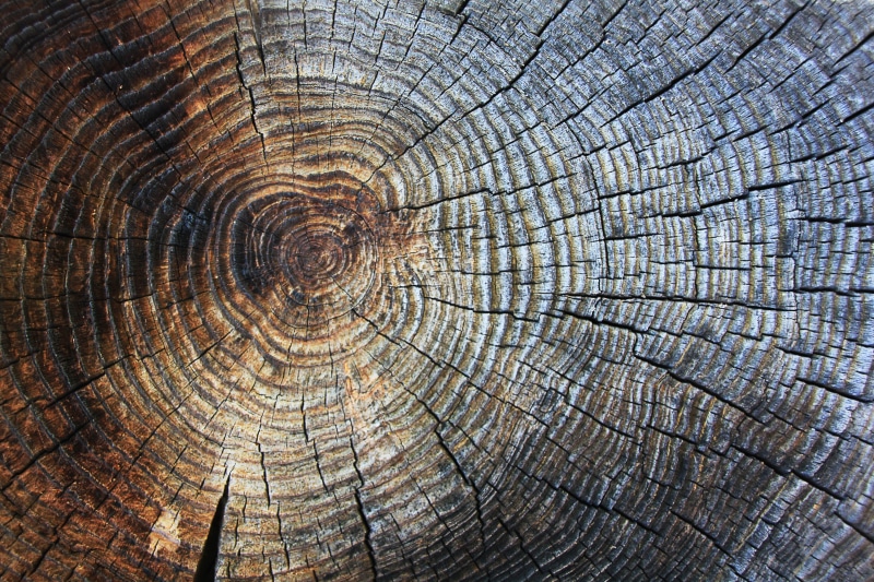 full frame, macro, rough, structure, decoration, tree Stump, log, lumber Industry, trunk, bark, wood, day, annual rings, plank, forest, nature, surface