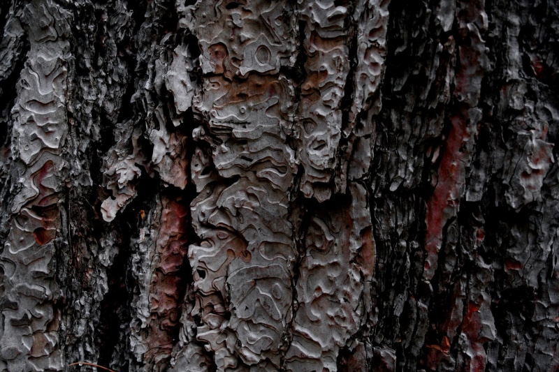 backgrounds, lichen, tree trunk, wooden surface, pattern, weathered, texture, 1080P, untitled, plant bark, trunk, plant, day, textured effect, nature