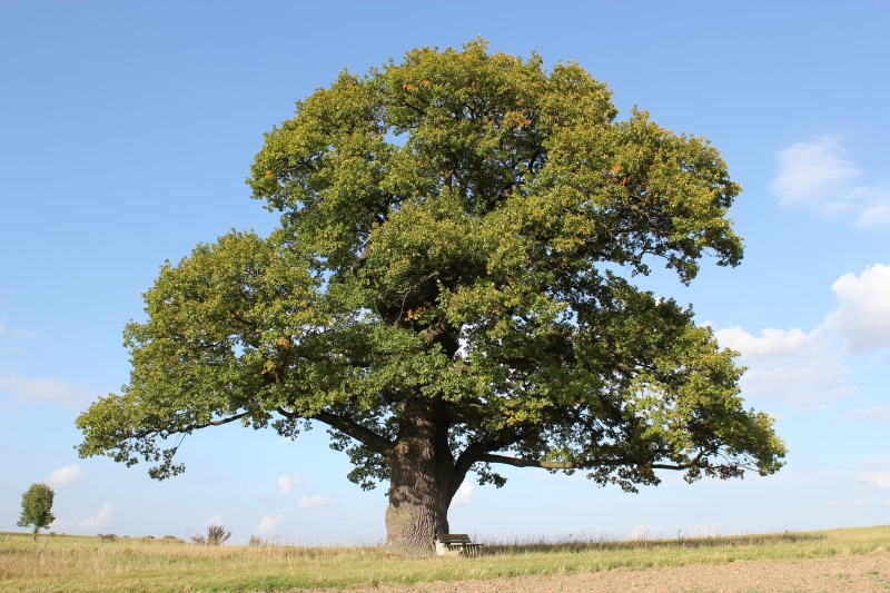 person, suit, old oak, german oak, landscape, no people, grass, laying, rest, white, beauty in nature, blue, nature, green color, green, environment, scenics - nature