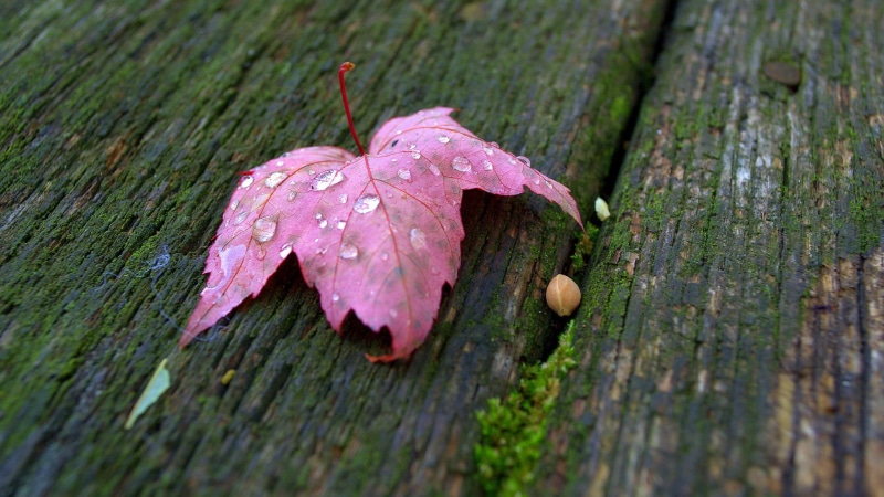 water drops, food and drink, purple, botany, multi Colored, plant, outdoors, flower, water, pink, dry, rain, macro, drop, day, dew, plant part, backgrounds