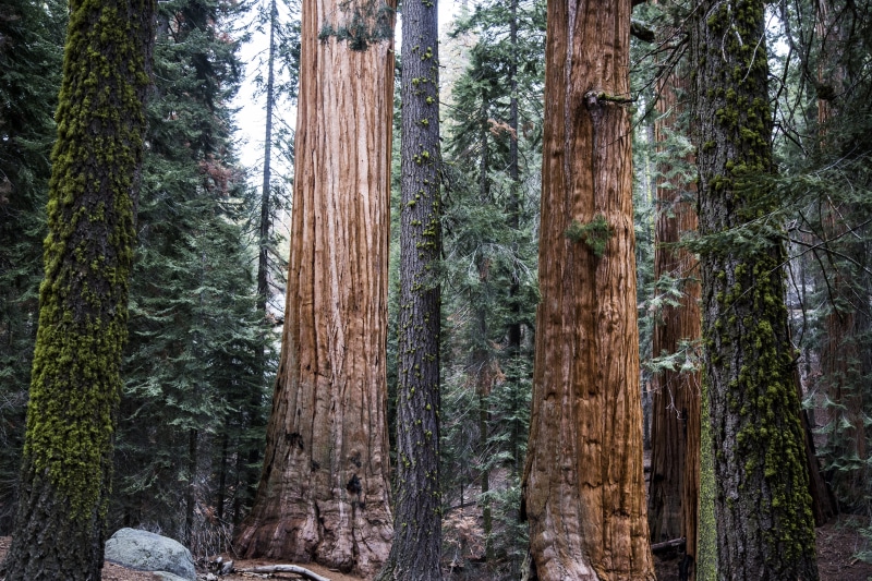 trunks, evergreen tree, pine tree, giant, day, non-urban scene, national park, sequoia, huge, woodland, trees, tree trunk, tall, pine woodland, 5K, forest