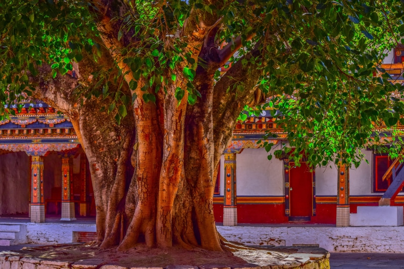 close, photo, wood, building exterior, red, tree, plant part, autumn, texture, day, bark, built structure, architectural column, season, no people, traditional