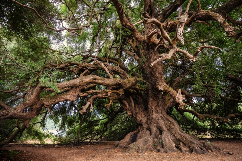 beauty in nature, log, low angle view, tribe, green color, park, growth, plant part, 5K, outdoors, day, tree, branch, land, mood, tranquility, gnarled