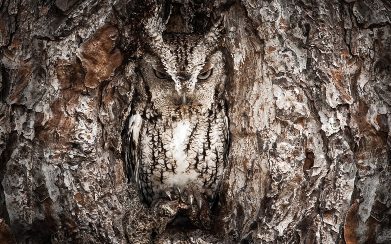 full frame, no people, cave, plant bark, nature, wood - material, tree, hole, gray, backgrounds, outdoors, trunk, close-up, bark, owl, day, pattern, textured