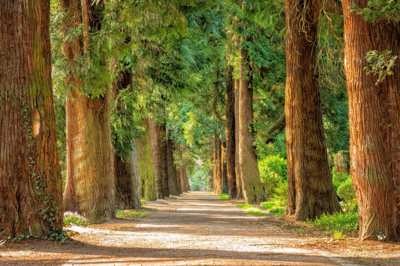 mood, trees, no people, away, direction, avenue, melatenfriedhof, 5K, pathway, beautiful, bamboo - plant, leaf, green color, hiking, land, wooden, trunk