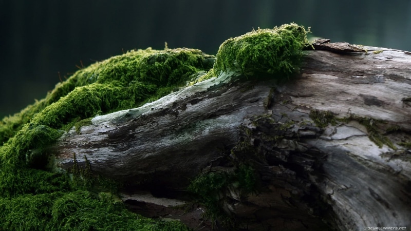 focus on foreground, outdoors, wood, 1080P, tranquility, green, close-up, rough, gray, moss, growth, tree, plant, green color, driftwood, day, bark, textured