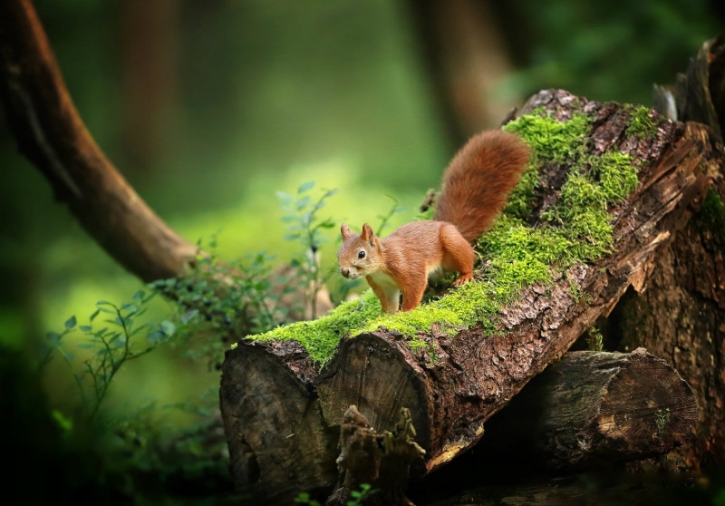 wood - material, plant, tree, outdoors, day, brown, log, animal themes, rodent, no people, moss, trunk, wood, 1080P, animal wildlife, mammal, branches