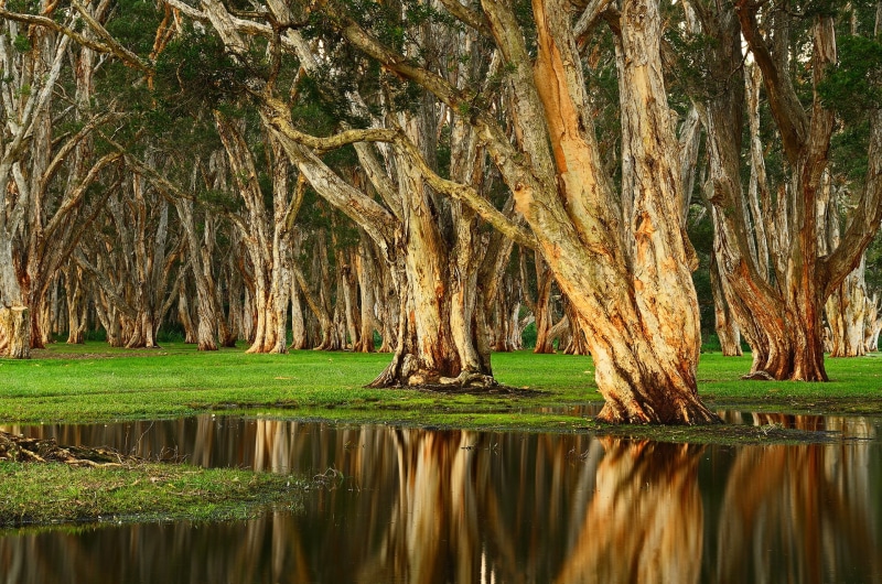 plant, reflection, day, swamp, trees, land, 1080P, green color, grass, tranquility, beauty in nature, lake, tree bark, waterfront, no people, nature, willow tree