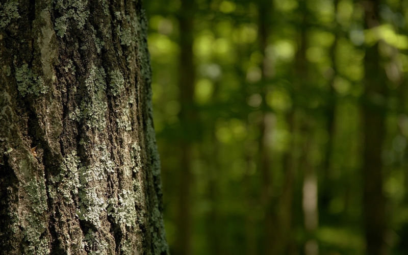 plant bark, tree, tree bark, growth, bamboo - plant, macro, close-up, no people, forest, nature, tranquility, depth of field, day, plant, green, bark, focus on foreground