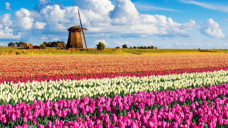 rural Scene, europe, france, tulip, scenics - nature, tulips, outdoors, freshness, flower Head, day, nature, flower, red, springtime, sky, windmill, land