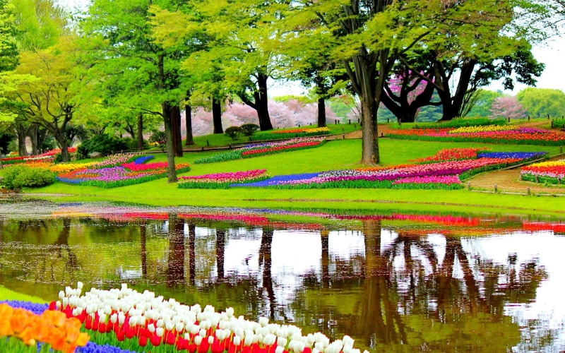 keukenhof, grass, colorful, plants, waterfront, blooms, tulips, floating on water, surrounding, flowers, tranquil scene, multi colored, lisse, beauty in nature