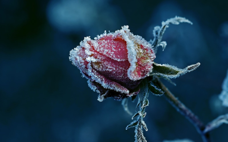 plants, backgrounds, vulnerability, love, petal, close-up, flowers, blue, sepal, frost, beauty In Nature, outdoors, rose - Flower, cold temperature, weather
