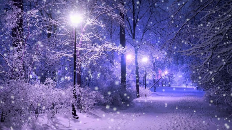 night, covering, tree, frost, snowing, outdoors, winter, transportation, nature, extreme weather, branch, plant, no people, street, illuminated, lighting equipment