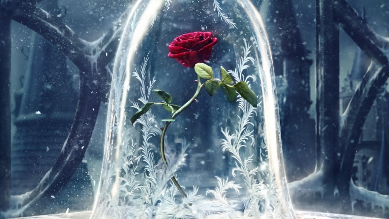 1080P, flower, frost, rose, fantasy, cold, red rose, freeze, winter
