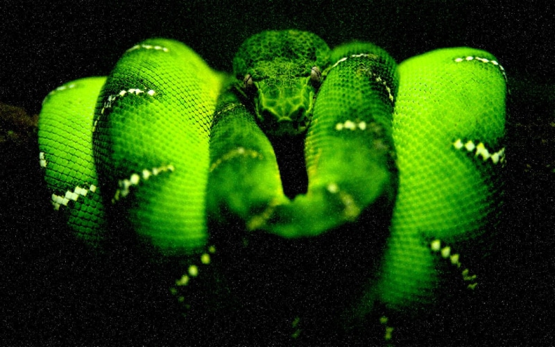 green tree python, tree, python, snakes, green python, midnight, green, animals, 1080P