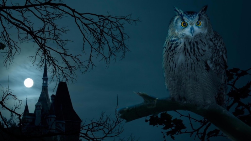 halloween, branch, darkness, illlustration, bird, full moon, 4K, night sky, moonlight, owl, night, tree, castle, beak, bird of prey, moon, sky, midnight