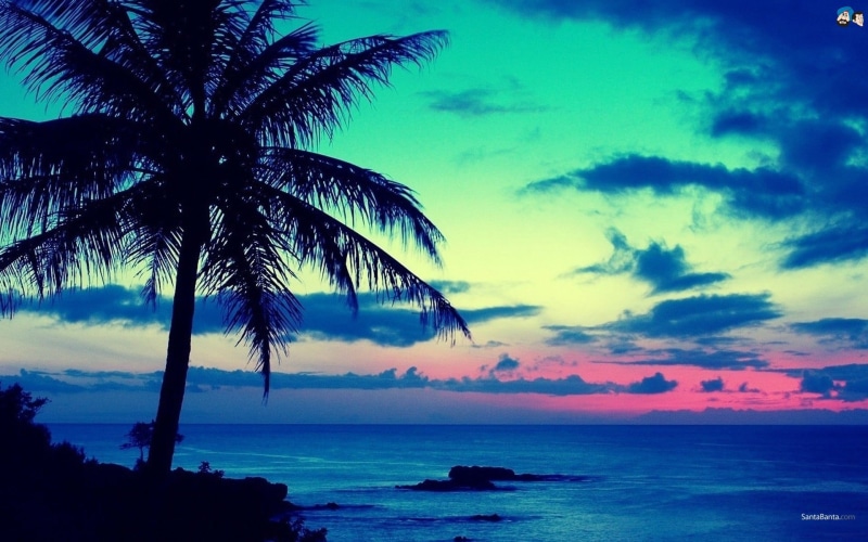 blue, scenics - nature, palm tree, coconut palm tree, horizon over water, trees, clouds, palm leaf, beach, palm trees, sky, tranquility, dark, cloud - sky