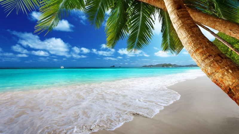 trees, beach, sand, coconut palm tree, plant, waves, nature, water, palm tree, green, tranquil scene, palm trees, outdoors, no people, tree, land, tranquility