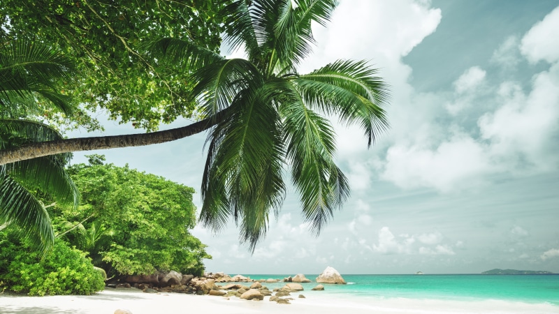 cloud, palm, palm tree, arecales, tropical, vacation, beach, sea, 4K, caribbean, sky, tropics, tropical beach, tropical island, water, maldives, lagoon