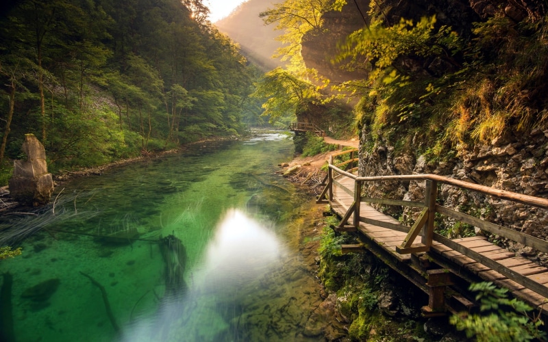 sun rays, plant, walkway, rainforest, no people, tranquil scene, beauty in nature, tranquility, stream - flowing water, outdoors, path, shrubs, green color