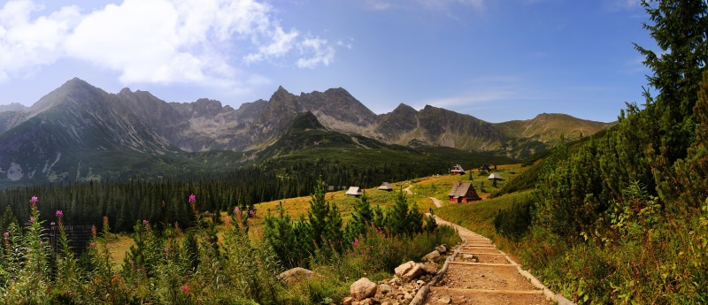 plant, footpath, Poland, tree, pine tree, sky, nature, non-urban scene, forest, leafed, mountain range, mountain, mountains, green, travel, 5K, no people