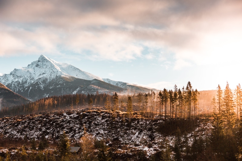 top, pine woodland, forest, europe, no people, snowcapped mountain, mountain range, evening, krivan, fresh air, morning, scenery, mountain, slovakia, woods
