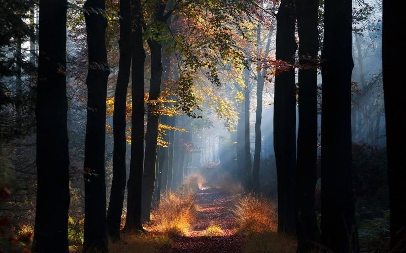 leaves, mystery, halloween, nature, colors, path, multi Colored, bright, grass, sunlight, idyllic, light - Natural Phenomenon, scenics, yellow, no People