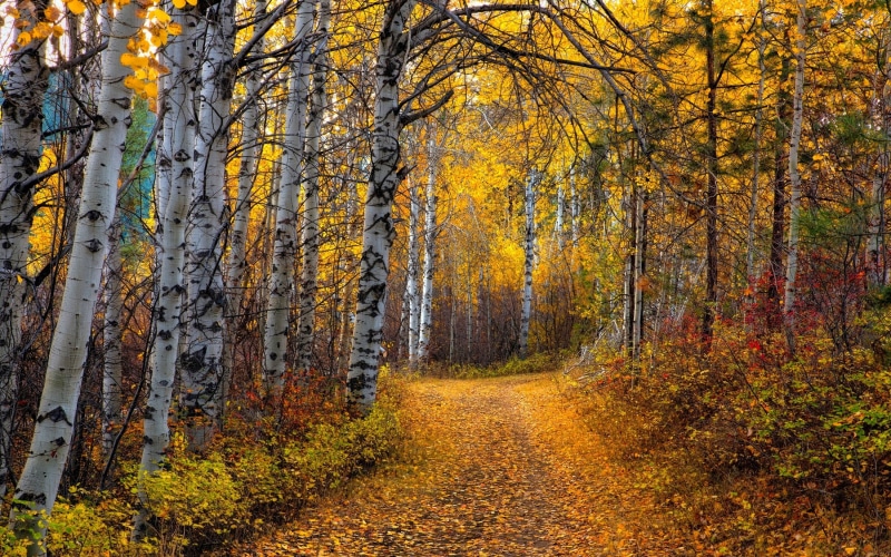 tranquil scene, shrubs, autumn collection, tranquility, plant, birch, the way forward, land, autumn, growth, Aspen, dirt road, beauty in nature, non-urban scene