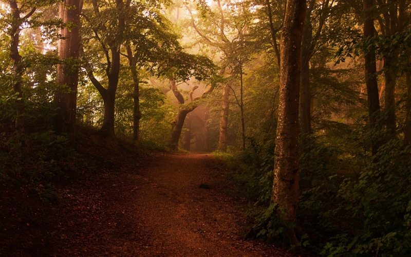 autumn, branch, road, woodland, landscape, rural Scene, fog, street, forest, dawn, footpath, dirt Road, sunrise - Dawn, no People, green Color, growth