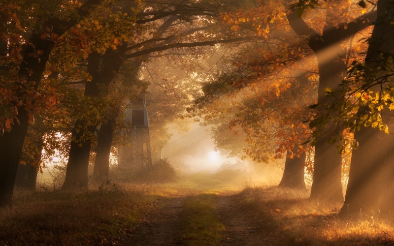 growth, road, land, plant, fall, white, landscape, change, brown, grass, sunlight, morning, path, trees, architecture, non-urban scene, built structure