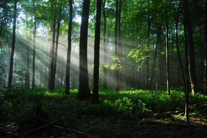 forest, plant, environment, tranquility, outdoors, scenics - nature, tranquil scene, idyllic, tree, green, sun rays, day, growth, woodland, beauty in nature