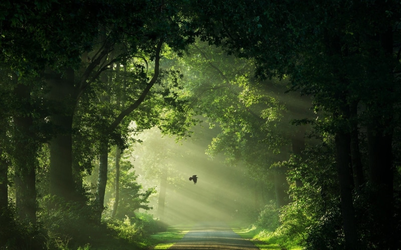 tree, two people, flying, leafed, 1080P, mode of transportation, forest, beauty in nature, people, growth, green, sun rays, land, outdoors, shrubs, morning