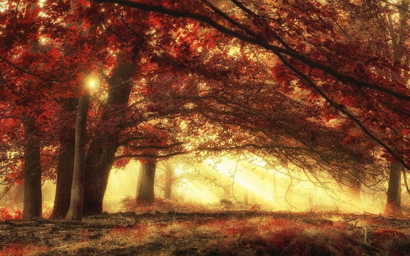 backgrounds, lush Foliage, morning, sunlight, park - Man Made Space, sunbeam, outdoors, scenics - nature, beauty In Nature, light - Natural Phenomenon