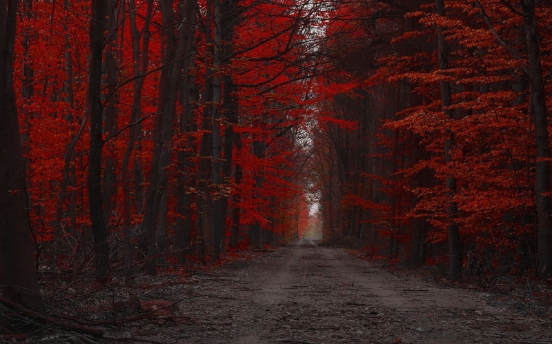 autumn, autumn collection, diminishing perspective, direction, landscape, nature, trees, land, dirt road, orange, tree, plant, red, no people, 720P, outdoors