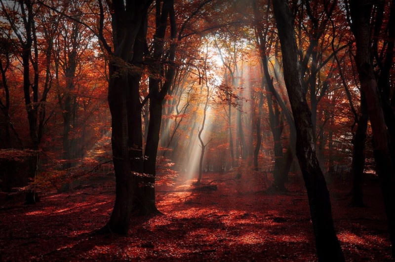growth, trunk, plant, tree, no people, streaming, 480P, forest, silhoutte, landscape, sun rays, tranquility, leaves, tree trunk, sunlight, non-urban scene