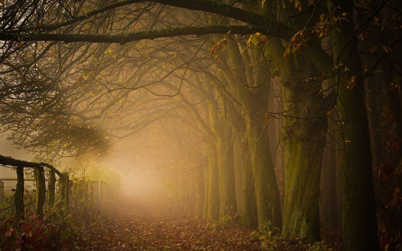 day, growth, magic, backgrounds, bamboo - plant, woodland, sunlight, outdoors, tranquility, landscape, plant, mist, autumn, rural Scene, bush, fall, no People
