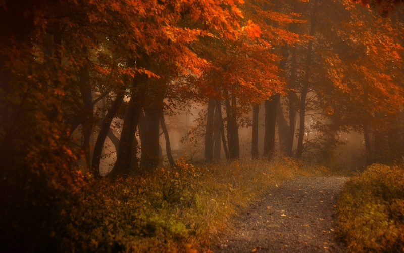maple Tree, backgrounds, road, october, non-Urban Scene, footpath, outdoors, mist, gold Colored, leaves, atmosphere, brown, 1080P, no People, season, vibrant Color