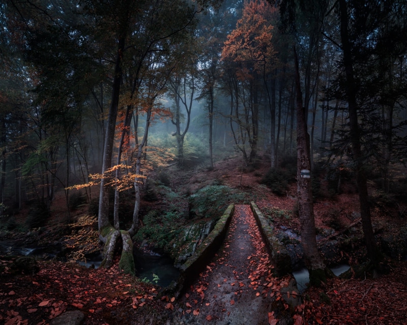 path, travel, morning, surrounded, scenics - nature, mystery, orange Color, footpath, woodland, season, growth, dark, tree, no People, autumn, direction