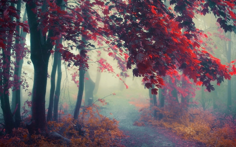 bush, red, plant, leaves, color Image, scenics, orange Color, lush Foliage, tranquil scene, tree trunk, fog, tree, sun, nature, green Color, october, tranquility