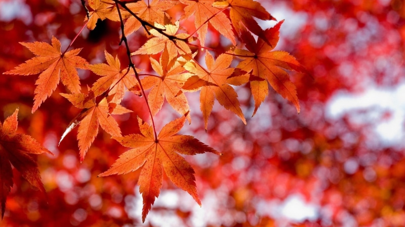 branch, sunlight, autumn, falling, nature, gold Colored, close-up, september, forest, focus on foreground, tree, beauty In Nature, november, growth, natural condition
