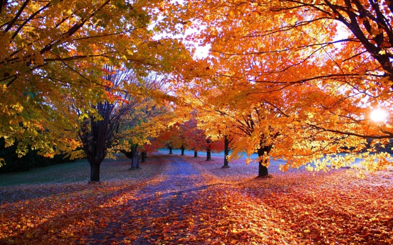 the way forward, 720P, outdoors, autumn, vibrant Color, light - Natural Phenomenon, october, multi Colored, gold Colored, footpath, growth, lush Foliage