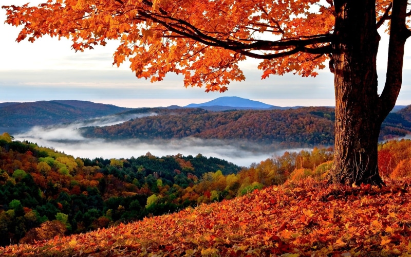 nature, tranquil scene, trees, change, tranquility, beauty in nature, plant part, day, non-urban scene, hills, autumn, autumn collection, natural condition