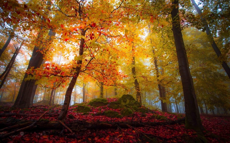 orange, 1080P, yellow, mist, landscape, autumn, leaf, light - Natural Phenomenon, outdoors, bush, green Color, woodland, day, trunk, maple Tree, park - Man Made Space