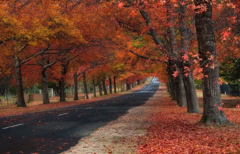 fall, leaves, treelined, multi Colored, scenics - nature, maple Tree, trunk, plant, leaf, no People, non-Urban Scene, plant part, footpath, yellow, alley